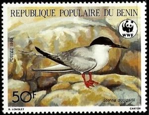Roseate Tern (Sterna dougallii)